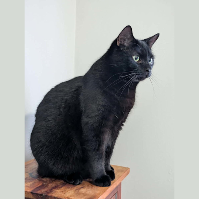 Photo of Sutton