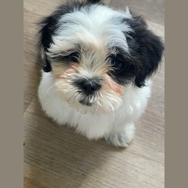 Photo of Cookie