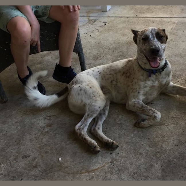 Photo of Rex