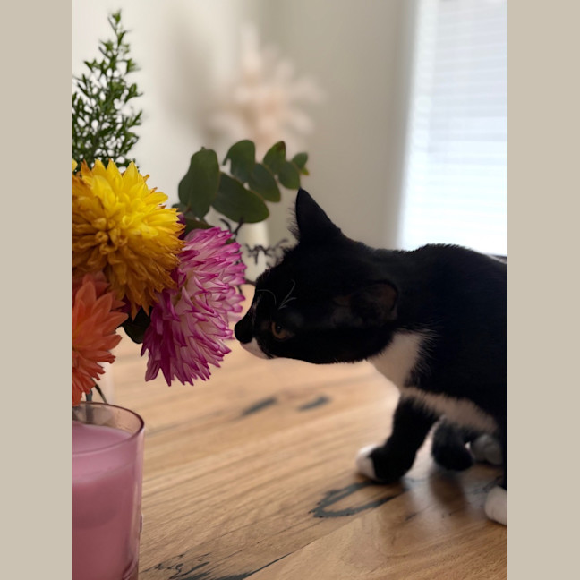 Photo of Muffin