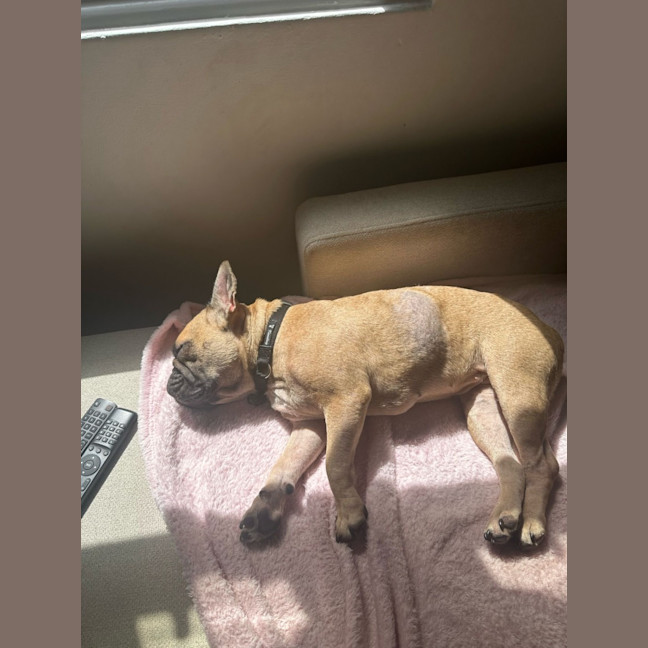 Photo of Java And Riley