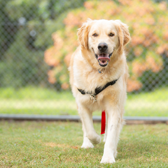 Photo of Ginger