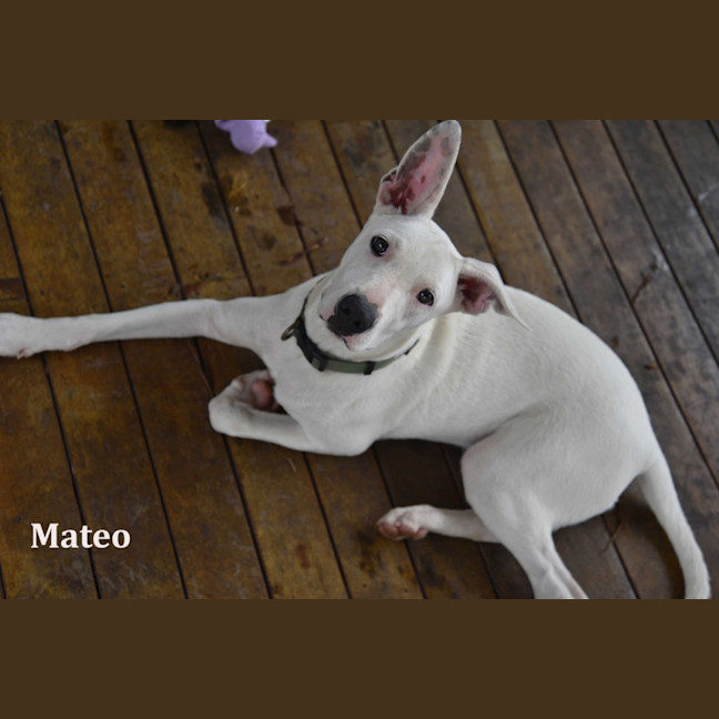 Photo of Mateo
