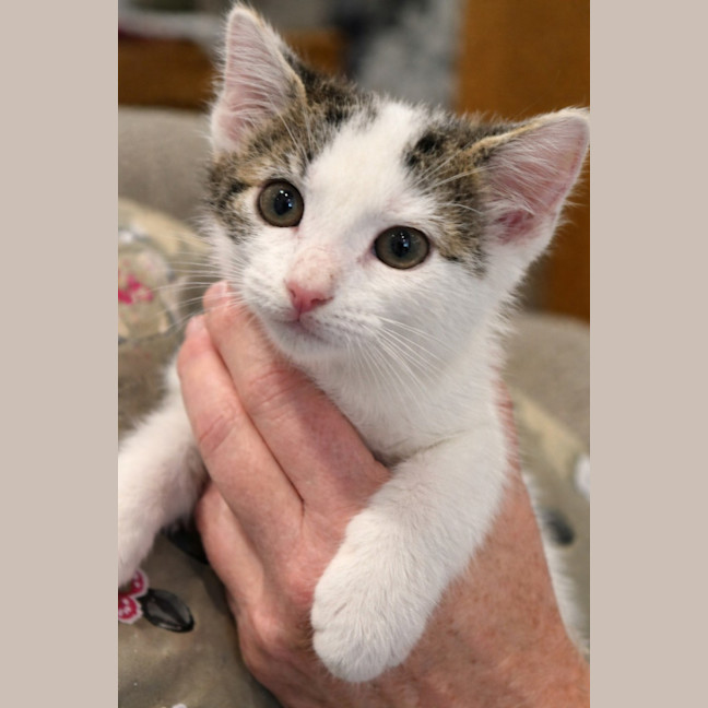 Photo of 🐾 Mogwai 🐾