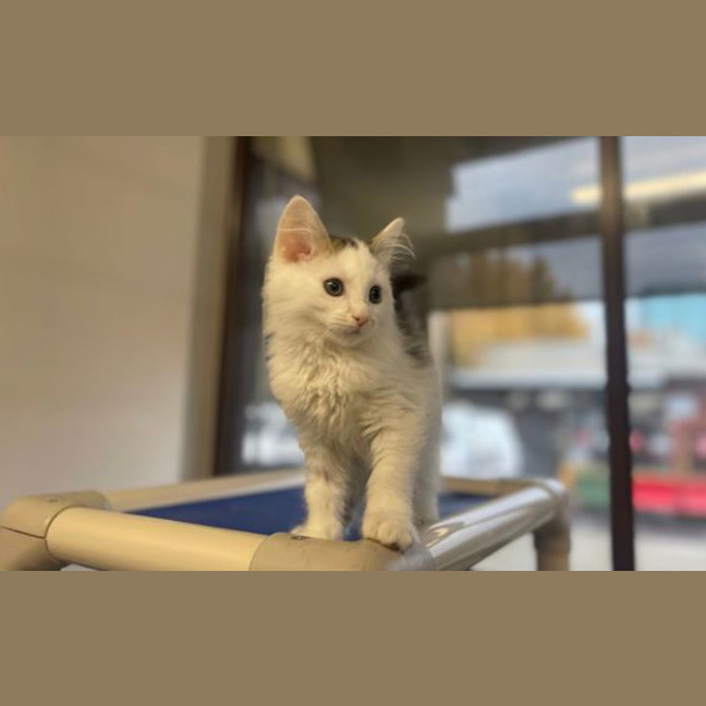 Photo of Basil