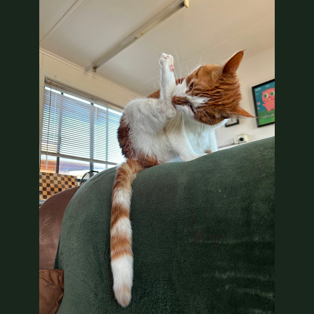 Photo of Ned
