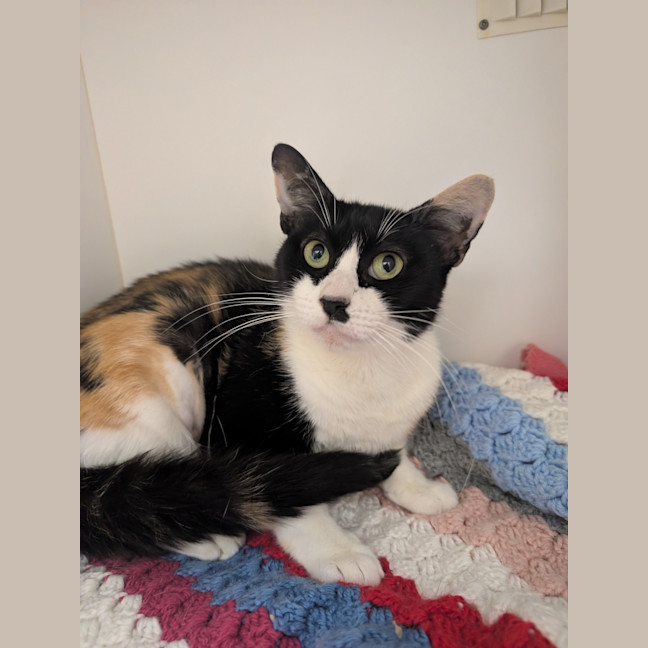 Photo of Chevy