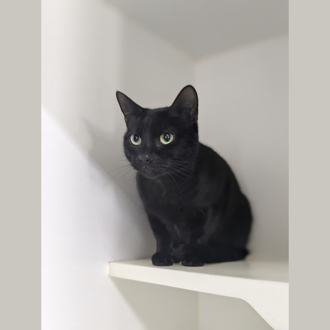 Photo of 🐱‍👤 Lumi 5385 🐱‍👤