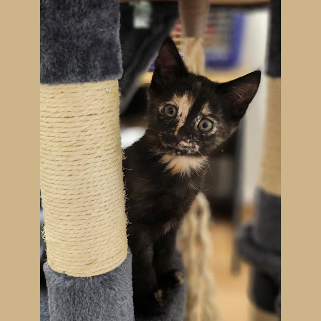 Photo of Twix
