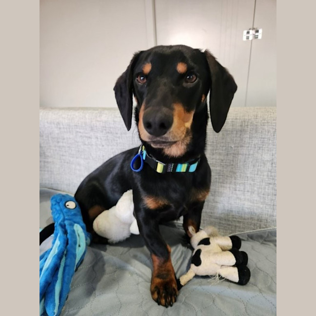 Photo of Rooster   9 Month Old Dachshund X Kelpie