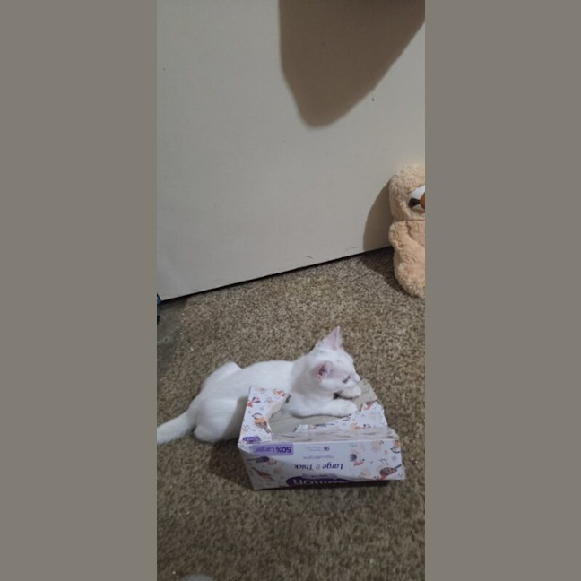 Photo of Marshmallow