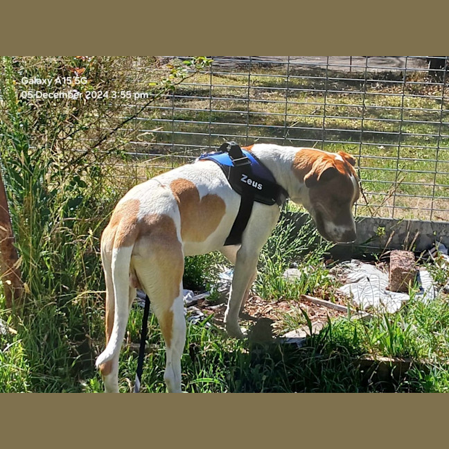 Photo of Zeus