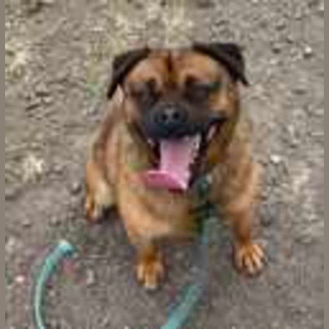 Photo of Peanut (64642)