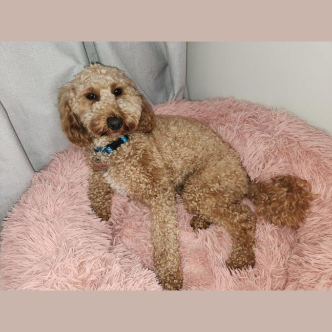 Photo of Caesar   1.5 Year Old Spoodle (Trial)