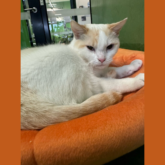 Photo of Taro (Bonded With Toshi)