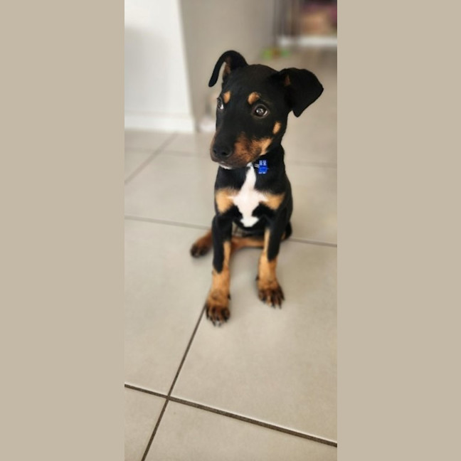 Photo of Pablo   5 Month Old Kelpie X Jack Russell