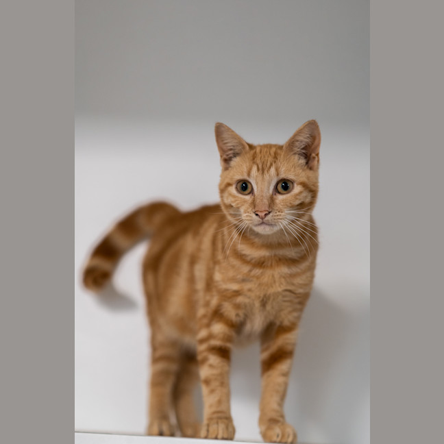 Photo of Honey