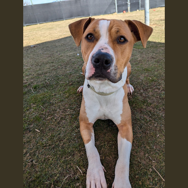 Photo of Dixie