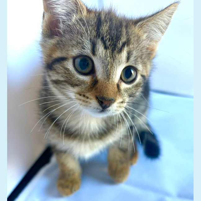 Photo of Marble