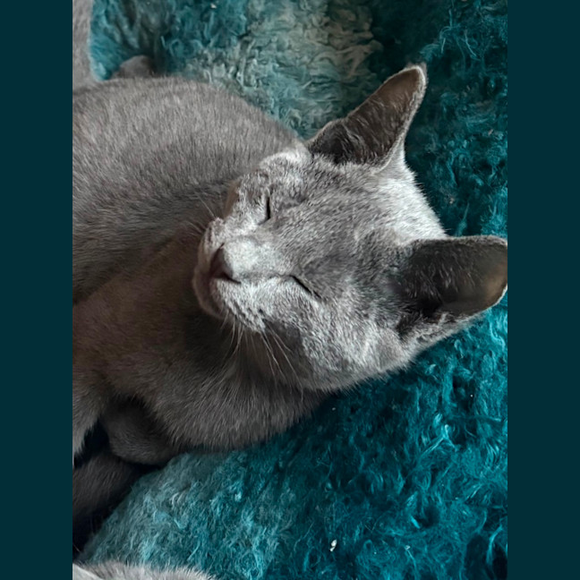 Photo of Dallas 🐶🐾🐶💙