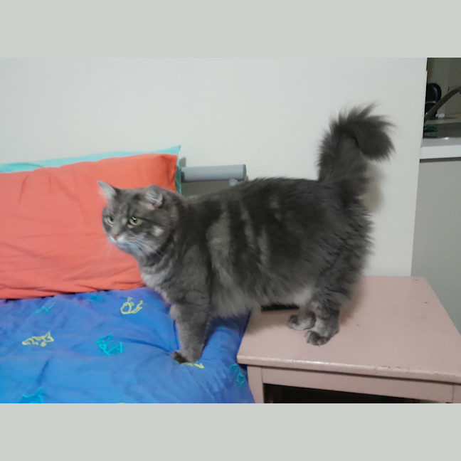 Photo of Mr Fluffy