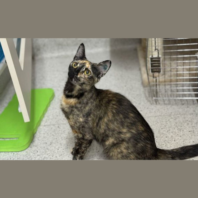 Photo of Nutmeg