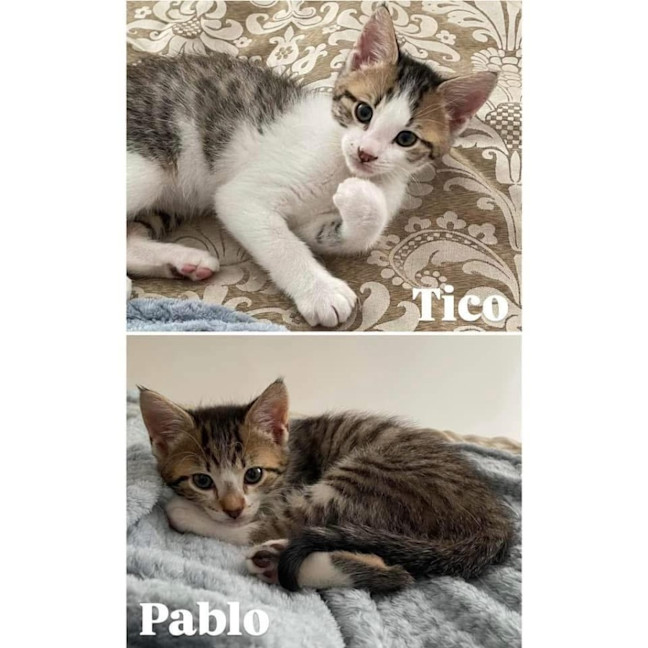 Photo of 11260/1   Tico & Pablo