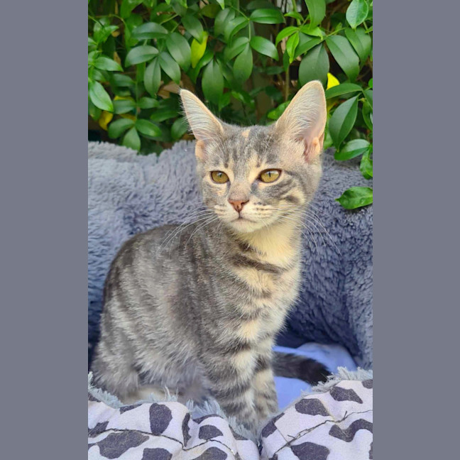 Photo of Violet
