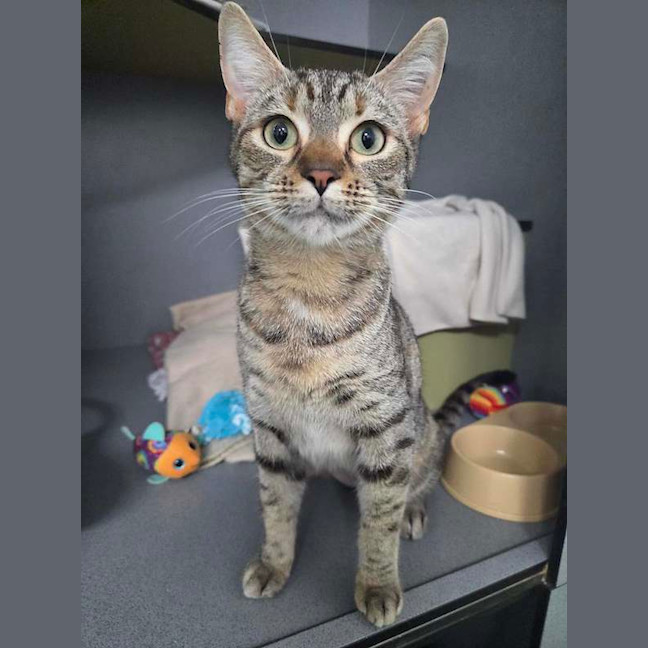 Photo of Tiger Lilly