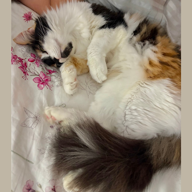 Photo of Opal