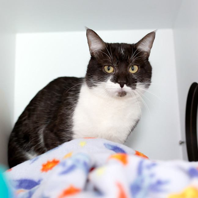 Photo of Chiron 