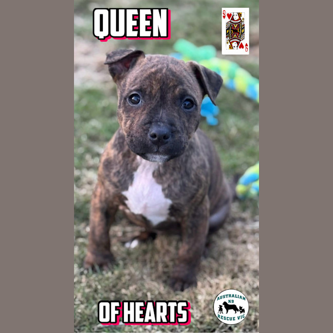 Photo of Queen Of Hearts 