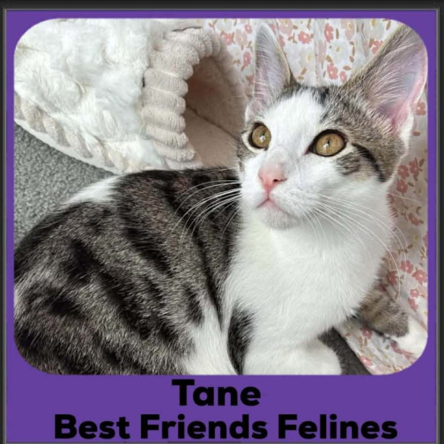 Photo of Tane