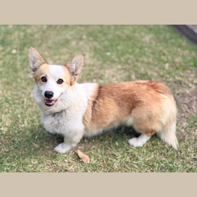 Photo of Lady 