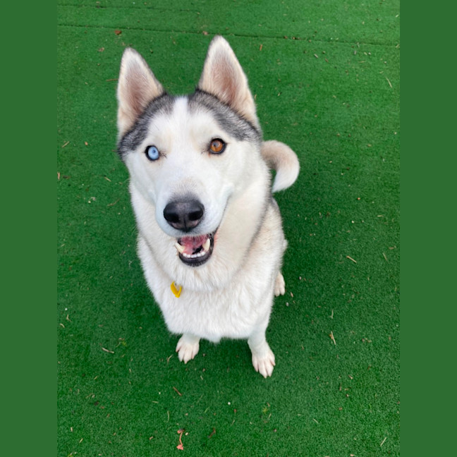 Photo of Koda 