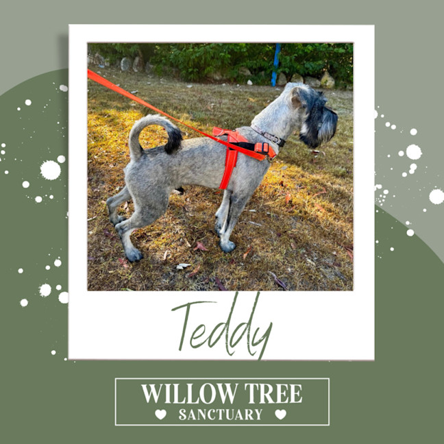 Photo of Teddy