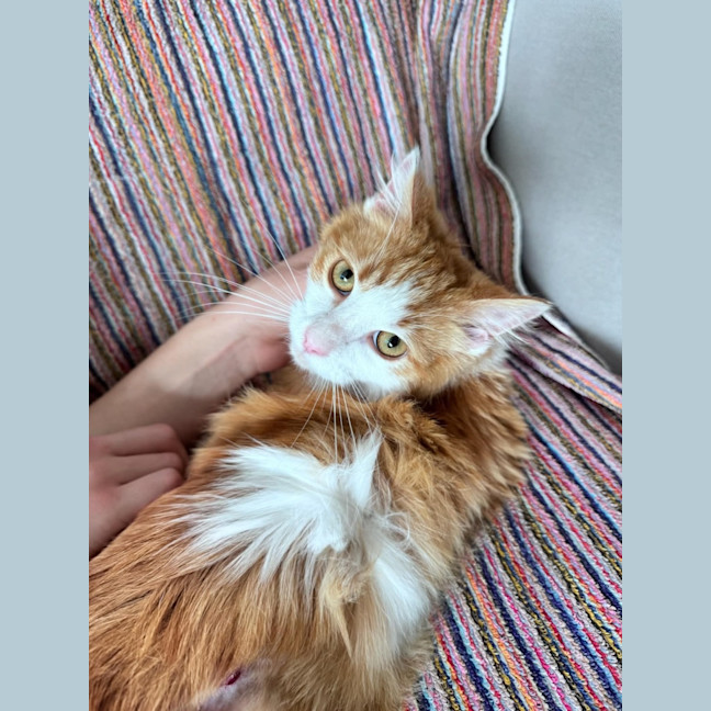 Photo of Bentley 