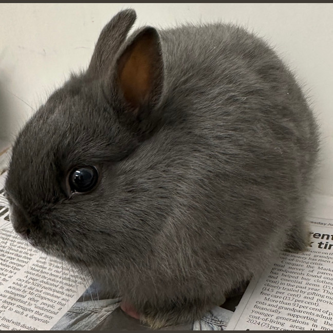 Photo of Tyrone (Bonded With Debo)
