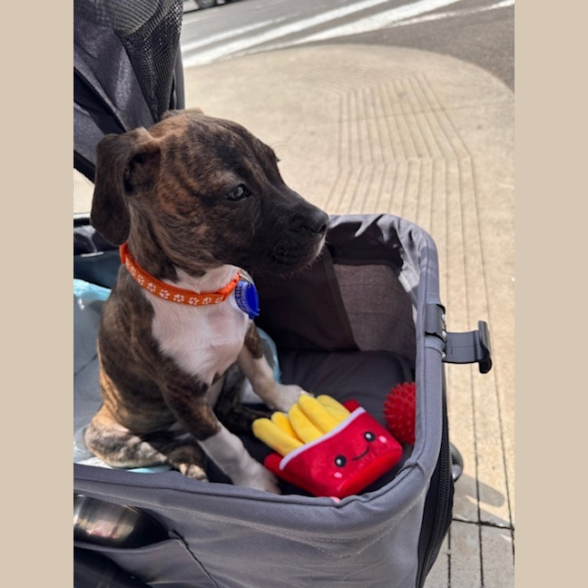 Photo of Luna   9 Week Old Ridgeback X