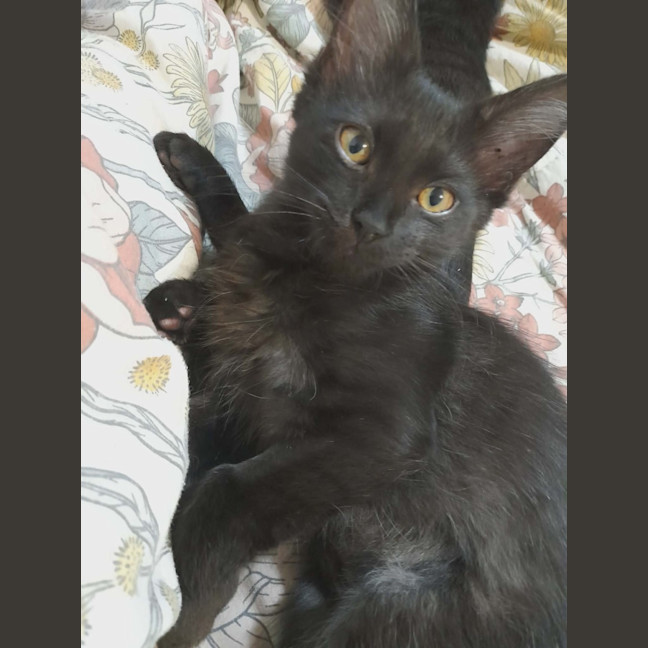 Photo of Penny (Wise)