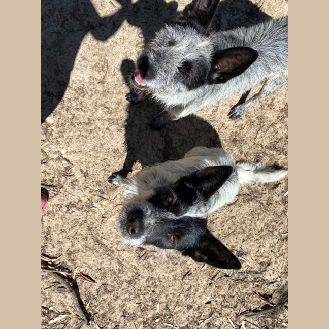 Photo of Benji And Stitch