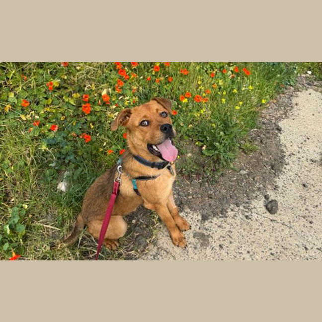 Photo of Brock