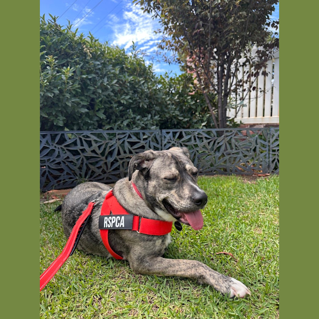 Photo of Pixel