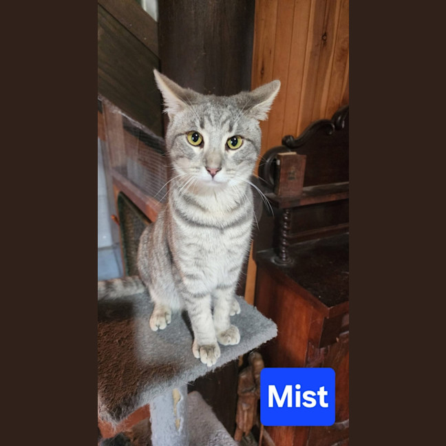 Photo of Mist