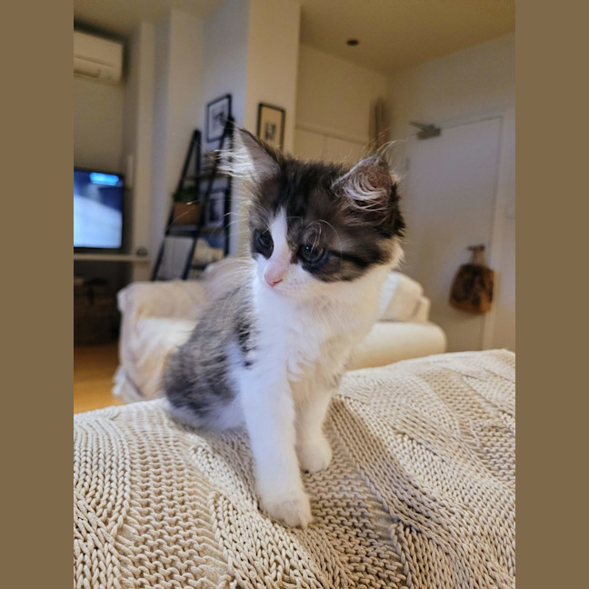 Photo of Cherry   Available From 20/1