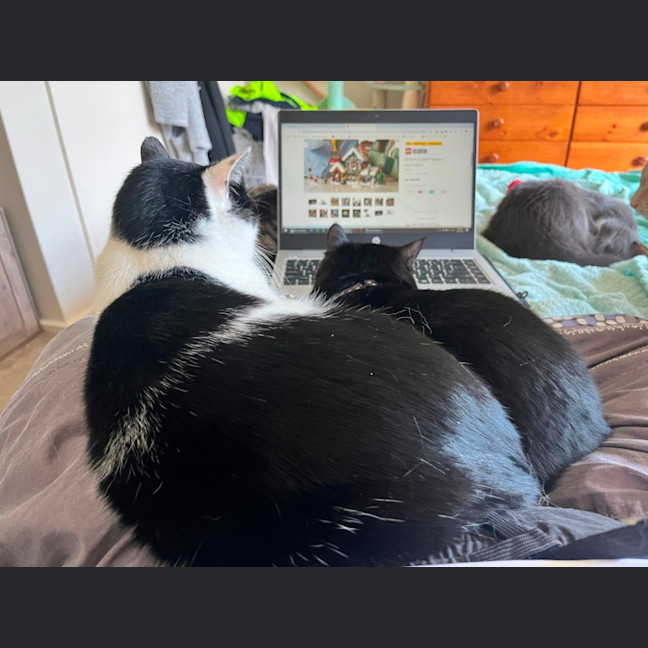 Photo of Owen *9 Lives Project Rescue*