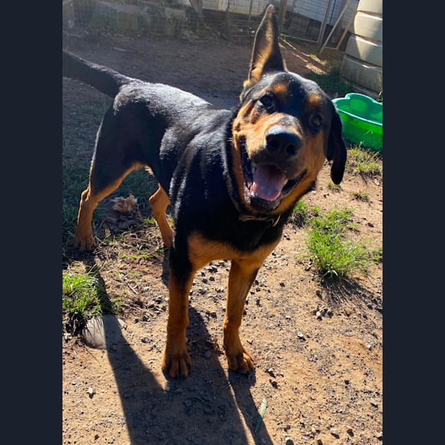 Photo of Bundee