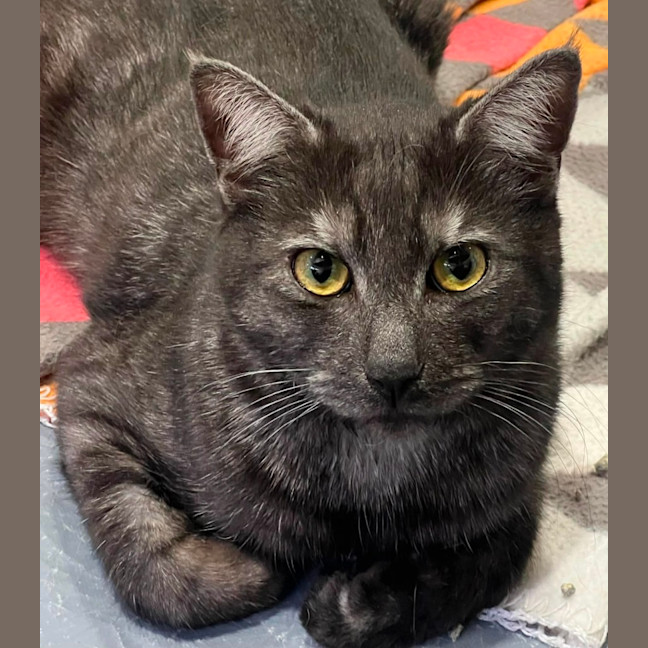 Photo of Prince* 9 Lives Project Rescue*