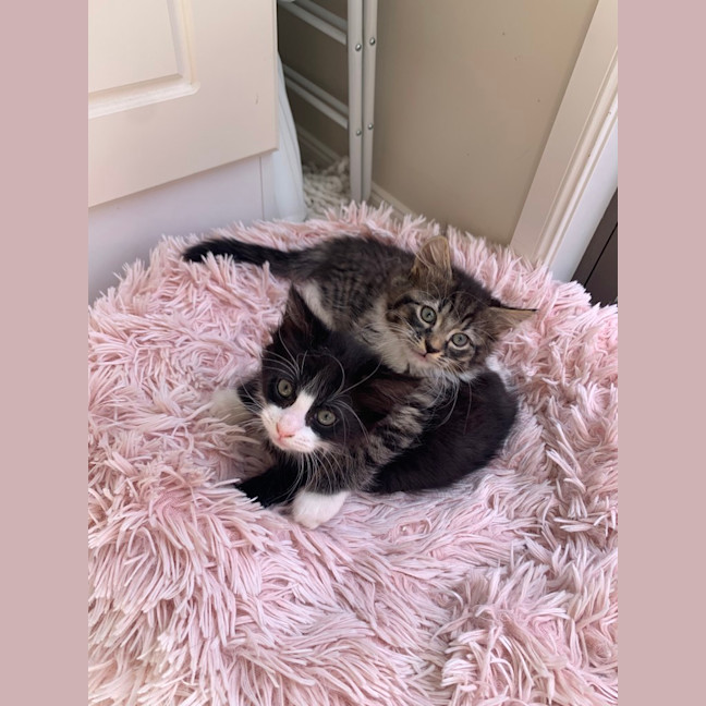 Photo of Gizmo (Was Pesto)