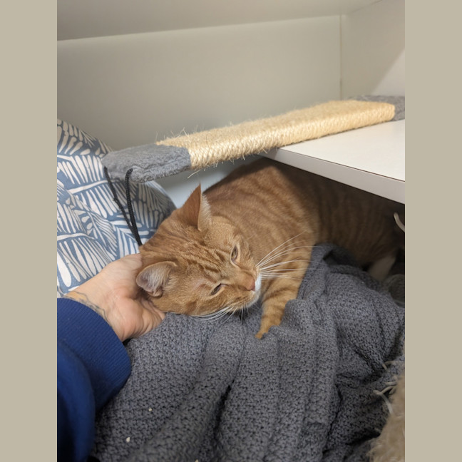 Photo of Waffle